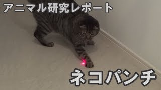 ネコにいろんなレーザーポインターの光を見せてみました Laser pointer Cat  【アニマル研究レポート】