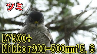 超望遠レンズで野鳥動画撮影（ツミの雄）