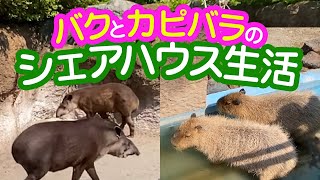 ブラジルバクとカピバラの仲が良いシェアハウス💓@平川動物公園