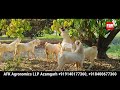 afk agronomics llp azamgarh india s biggest goat farm capacity 5500 goats