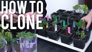HOW TO CLONE CANNABIS STEP BY STEP *EASY* FOR BEGINNERS