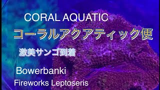 コーラルアクアティック便(CORAL AQUATIC)  激美サンゴ到着　　Bowerbanki