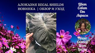 АЛОКАЗИЯ REGAL SHIELDS (Корлевский щит) НОВИНКА  ОБЗОР И УХОД