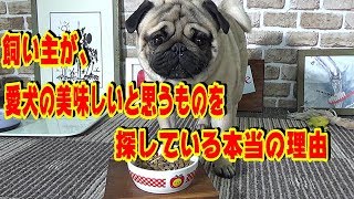 《超ブサかわパグ動画》飼い主が、愛犬の美味しいと思うものを探している本当の理由　うちのパグ『おまめ日記』