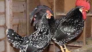 America’s Secret Egg Machines: 3 Underrated Heritage Poultry Breeds Making a Comeback!