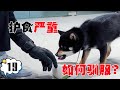 咬人柴犬 护食严重，还敢咬校长，不愧被称为“恶魔”【犬道app】