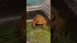 いただきます。#frog #かえる #カエル #補食 #虫 #閲覧注意 #可愛い #ミヤコヒキガエル #ヒキガエル #アニマル #爬虫類 #両生類 #飼育 #トカゲ #美味しい #グルメ