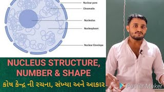 11th SCI| NEET| NUCLEUS STRUCTURE| NUCLEUS NUMBER \u0026 SHAPE| કોષ કેન્દ્ર ની રચના, સંખ્યા અને આકાર||