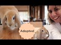 WE ADOPTED the Cutest Baby Bunny Toffee! And Here's Why ...