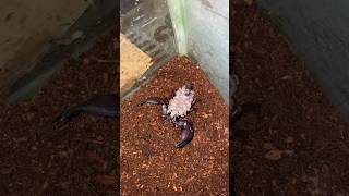 ഇതിന് വിഷം ഉണ്ടോ 👀? കടിച്ചാൽ മരിക്കുമോ emperor scorpion  #trending #shorts #scopion