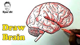How to Draw a the human Brain.| Ripon's art.