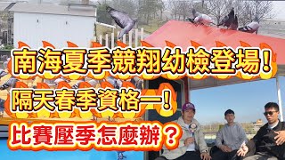 2025年南海夏季競翔幼檢登場！隔天春季資格一！比賽壓季怎麼辦？ #賽鴿 #教乖 #挑戰2025南海夏季 #賽鴿 #種鴿 #養鴿 #海翔 #pigeon #鴿子 #粉鳥 #銘鴿 #鴿會 #鴿舍