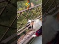 ஆள பாத்தா அழகா இருக்க தம்பி பேசுடா 🤣🤣 dogshorts pandalife doglover shortsfeed dog