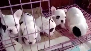 TRY NOT TO LAUGH ，Cute DOG Videos ， Funny Videos 0216 1 21