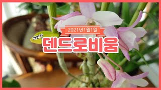 덴드로비움.석곡 개화🌸 #뷰티파라솔#삼관왕