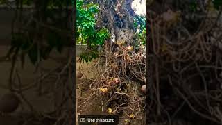 சக்தி வாய்ந்த நாக லிங்க மரத்தின் காட்சி,(naga linga tree view ).