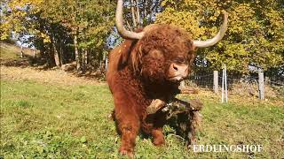 Bulle Bruno im Herbstlaub 🐂🍁🥰