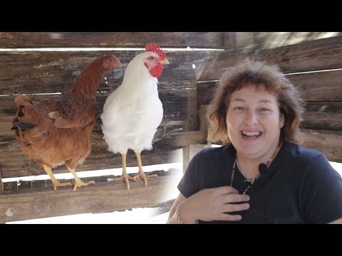 Chickens not laying eggs!! Here's what you can do about it. Chickens not laying eggs!! Here's what you can do about it.