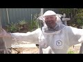 beekeeping for beginners how to do a cut out u0026 wild bee hive removal the bush bee man