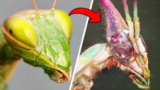 Why Do Mantises Turn Into Thousands of Different Monsters?