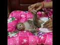 Adorable baby monkey wait mom clean and change urine pants than play happy with mom