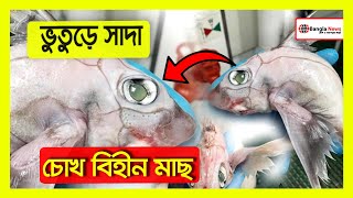 ভু তুড়ে সাদা এবং চোখ বিহীন মাছ মন্ডেলি ব্যুরো  | Online Bangla News #shorts #shortsvideo #viral