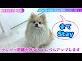 stay command 簡単な待ての教え方 how to teach your dog【簡単に今すぐできる子犬の完璧なしつけ】dog training fundamentals 101 tips