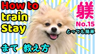 Stay command 簡単な待ての教え方 How to teach your dog【簡単に今すぐできる子犬の完璧なしつけ】Dog Training fundamentals 101 tips