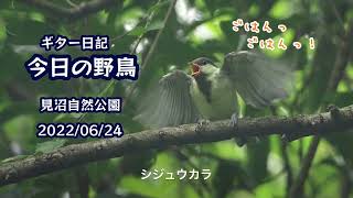 ギター日記　今日の野鳥　・　見沼自然公園　2022年6月24日