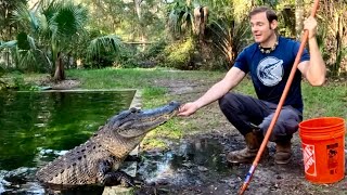 Training Our Most Aggressive Gator In 5 Mins