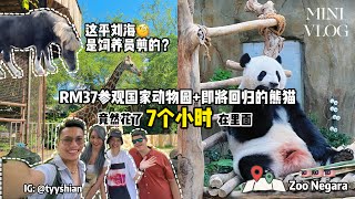 🇲🇾生日免费参观Zoo Negara ｜隐藏了各种动物的开大合集🤦🏻‍♀️ ｜听说熊猫要回国了趁离开前赶紧去看看😍 ｜花了7小时在里面竟然给我们遇见把尿喷出来的花豹还有齐刘海的马🤣