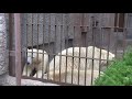 ホッキョクグマ　ララお母さんと双子のポロロとマルル　雨の朝　札幌市円山動物園