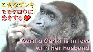 Gorilla Genki is in love with Momotaro.She gazes tenderly at her beloved husband as he eats.