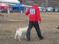 警察犬協会　2018特別日本チャンピョン審査会　ベストブリード