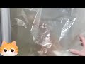 １分ぐらいの動画😸no193😸video of about 1 minute トムの最近なんとなく気に入ってる遊びです　 cat catlover cute