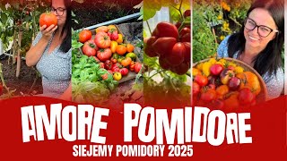 SIEJEMY POMIDORY 2025 | AMORE POMIDORE | JAK SIAĆ POMIDORY | KALENDARZ OGRODNIKA