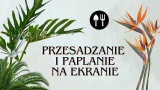 Przesadzanie i paplanie na ekranie 🌱😉