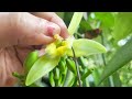 how to pollinate vannilla flower വാനിലയിൽ പരാഗണം ചെയ്യുന്നതെങ്ങിനെ artificial pollination