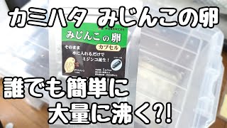 カミハタのミジンコの卵で簡単にタマミジンコが孵化！？