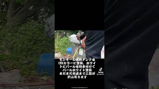 モンキー燃料タンク塗装