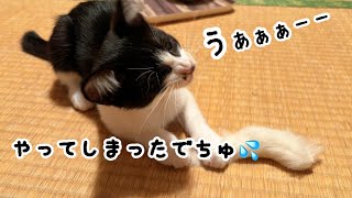 わたちたち　もっといっぱい遊びたいでちゅ。大好きなおもちゃを壊してしまった子猫たちのその後