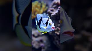 Threadfin butterflyfish #fish #cute #Love