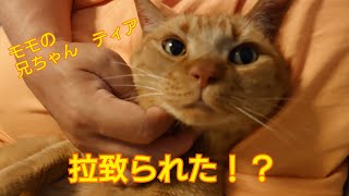 【まいネコ🐈】MOMO日記#68 拉致られたモモの兄ちゃんティアくんの悲劇！(スタッフカズエ日記)