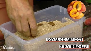 3 méthodes pour stratifier et planter des noyaux d'abricotier