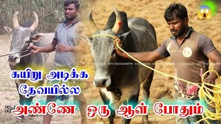 No 1 மாடு இதான் || எத்தன இலட்சம் குடுத்தாலும் ஈடாகாது