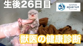 【コツメカワウソの成長2021】生後26日目「カワウソと獣医さんの健康診断」【サンシャイン水族館】