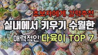 초보자또는 실내에서도 무난하게 잘크는다육 Top7