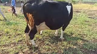 Baif Hukumat sorted semen female calf