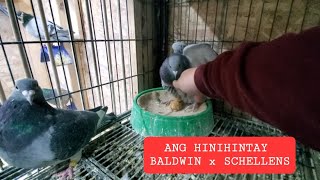 VLOG 48 | SA WAKAS DUMATING NA ANG HINIHINTAY KO! |#pigeon #bird #pigeonracing #animals #pigeonlover