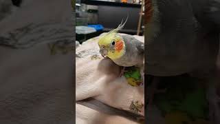 #オカメインコ 　今日のマリンちゃん😁💓🐥